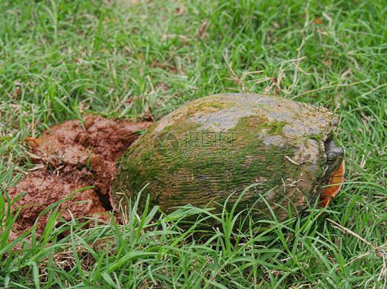 一只小乌龟停止在湿草地上挖洞让图片