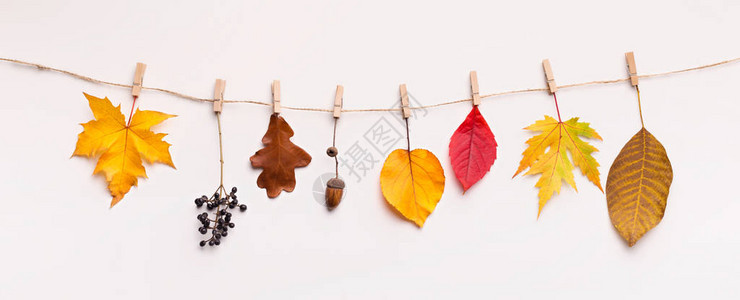 创意书签概念多彩的秋叶干和浆果挂在白色背景的图片