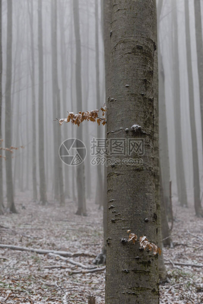 山林冬景霜雪鲜粉雪图片