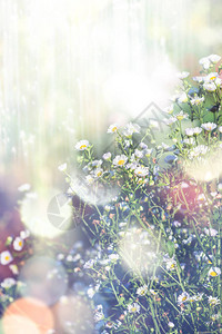 背景自然田野雏菊在梦幻的氛围中花束雏菊灯图片