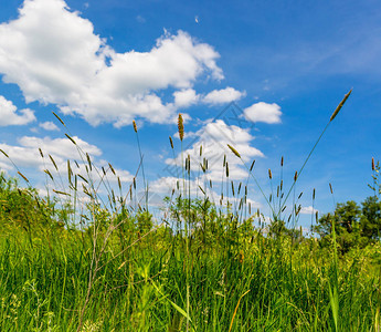 夏季时天空下草地上的绿草与云彩图片