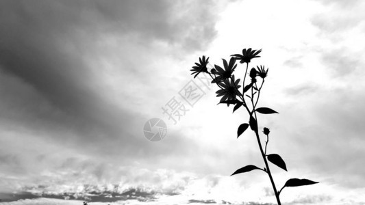 优雅的花朵剪影与多云的天空背景最小的景观与前景上的花朵自图片