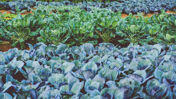 天然背景甘蓝生菜花园中新鲜图片