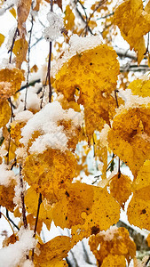 第一场雪被雪覆盖的黄色和绿色叶子图片