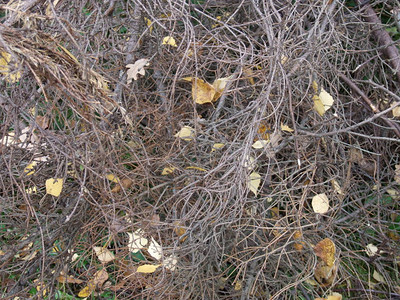 秋天的枯枝灌木背景图片