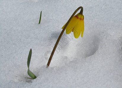 蒙大拿州春雪中的黄铃Fritiillariapud背景图片