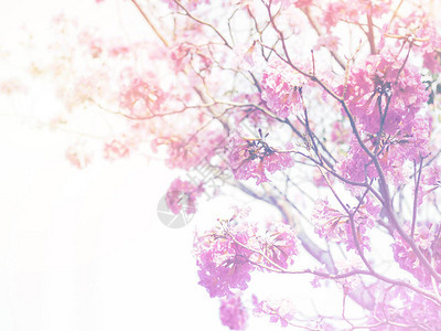 粉红色喇叭花的卉背景图片