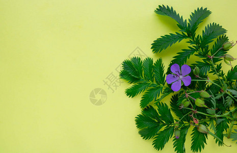 黄色简约背景上的绿色叶子和蓝色花朵Flatlay概念图片