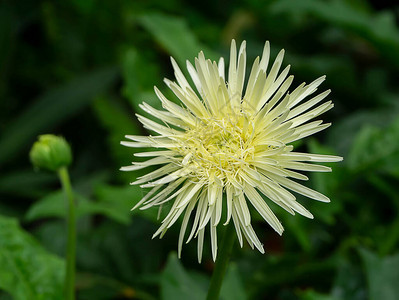 在花园里紧贴白色的雪贝拉菊背景图片