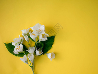 小的精细花束茉莉花在黄色背景图片