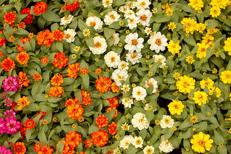 黄橙和白色的奈洛丽叶Zinnia花瓣图片