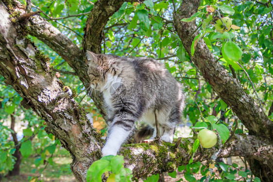 毛茸的猫坐在树枝上宠物猫在院子里散步猫在爬树图片