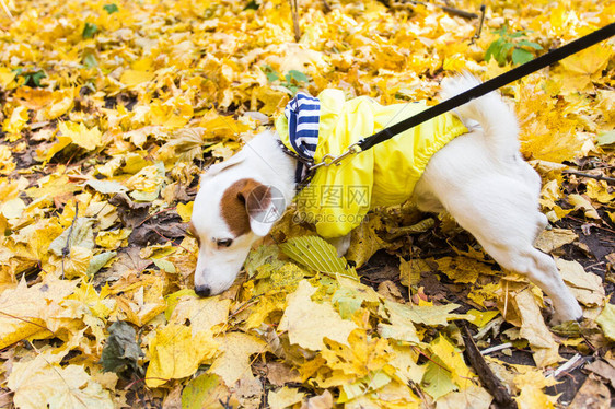 秋天的叶子里有令人惊叹的杰克罗塞尔泰瑞图片