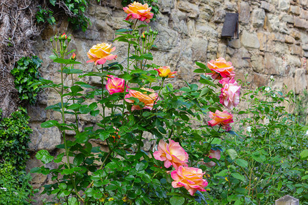 三鲜粉德国南部小屋花园中的粉黄色玫瑰背景