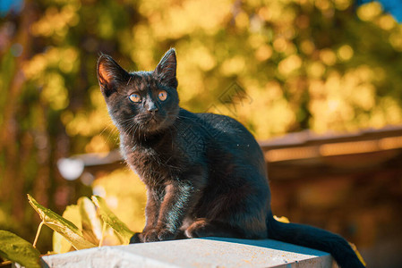 一只美丽的黑色小猫在花园里的肖像宠物的生活背景图片