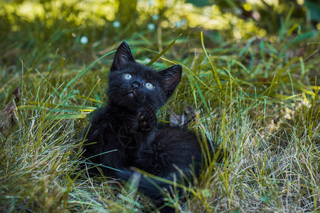 一只美丽的黑色小猫在花园里的肖像宠物的生活背景图片