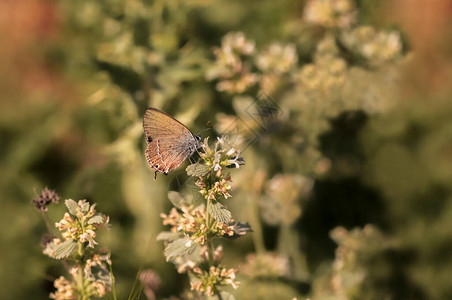 LovebutterflySatyriumabdominalis背景图片