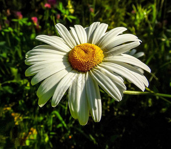 夏季花园关闭背景上的大甘菊色Canmomi图片