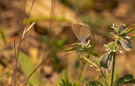 Sevbeni蝴蝶植物上的图片