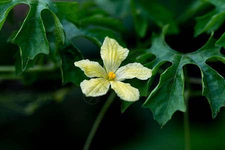 单黄小花图片