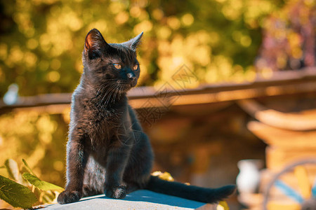 一只美丽的黑色小猫在花园里的肖像宠物的生活背景图片