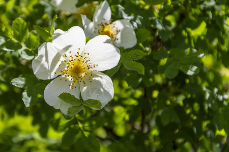 绿色背景的野玫瑰白黄色背景图片