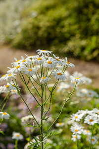 甘菊花菊花烟花白图片