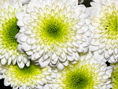 高清图片美丽的白菊花特写高清图片黑色背景上的白菊花高清图片白菊花