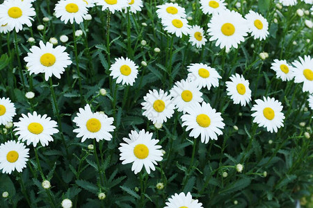 田野中美丽的白色雏菊图片