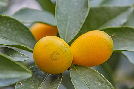 关闭成熟的金橘果实和树枝上的绿叶图片