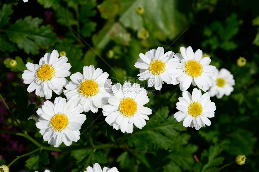 在英国花园里种植的花朵图片
