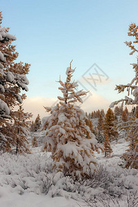 降雪后秋季森林的晨景图片