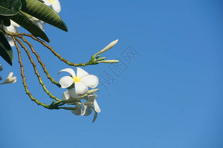 自然花园中的白色鸡蛋花图片