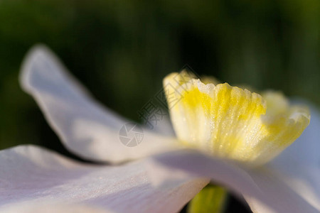 黄色花黄菜微距照片夏季开花种植花卉园艺的概念图像适合海报明信图片