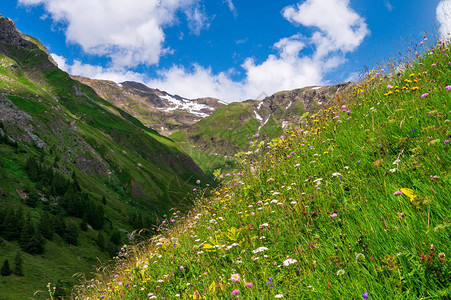 高山花草地与有雪的山丘对抗奥地图片