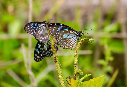蓝虎是在印度发现的一种蝴蝶图片