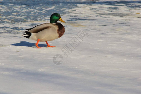 在美国密苏里州圣路易斯的一个结冰的池塘上看到的一只雄野鸭图片