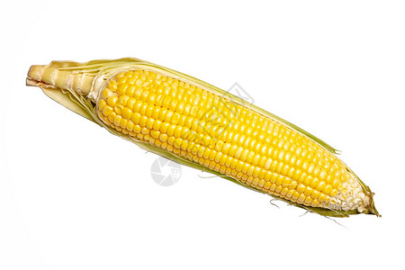 孤立在白色背景上的玉米孤立在白色背景上图片