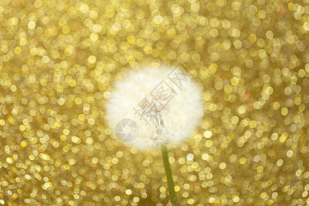 金色散景背上的蒲公英花图片