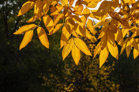 深绿色背景上的秋天黄叶图片