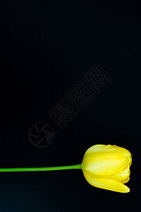 黑色背景上的黄色郁金香图片