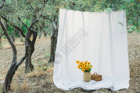 橄榄园中挂着的纺织白布装饰和照片背景用黄图片