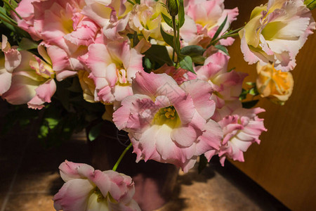 粉红色的洋桔梗花这些花通常被图片