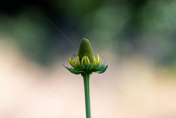 黑眼苏珊的奇怪锥形绿色的芽看起来像是来自外星球的东西图片