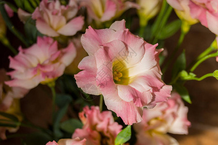 粉红色的洋桔梗花这些花通常被图片