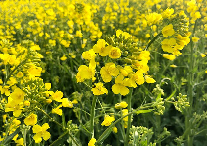 黄色油菜花田特写图片