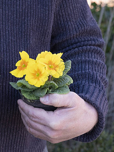 老人手拿着一个装有黄色报春花的塑料花盆黄色报春花报春花碧桂园图片