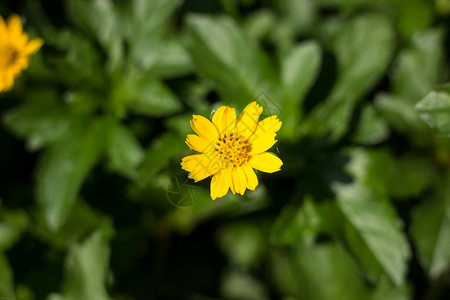 特写小黄色新加坡雏菊花图片