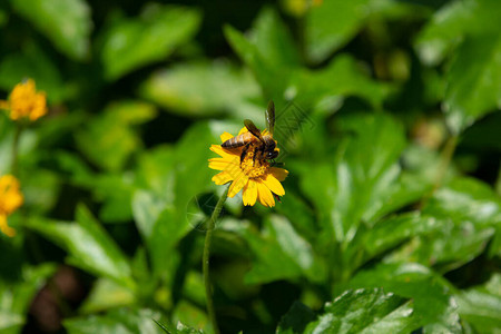 关闭蜜蜂昆虫和黄色图片