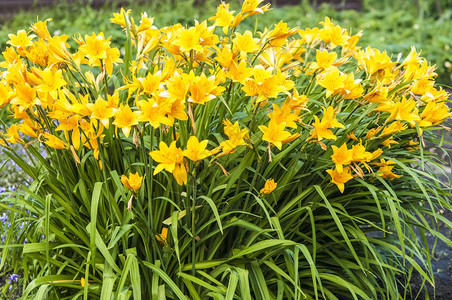 Hemerocallisfulva或橙色黄花菜黄褐色黄花菜图片